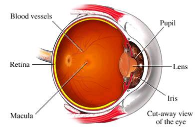 ocular anatomy diagram